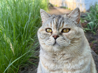 Cute gray cat looking away  © OLENA LIALINA