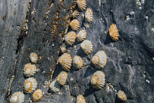 Close up of yellow conical limpet shells and small barnacles attached to a dark textured coastal rock surface in the intertidal zone under sunlight