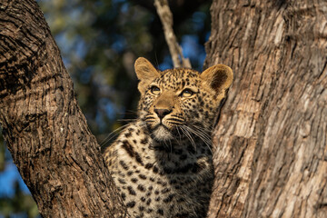 Fototapeta premium Closeup of a cute leopard cub sitting up in a tree, Sabi Sand Nature Reserve. 
