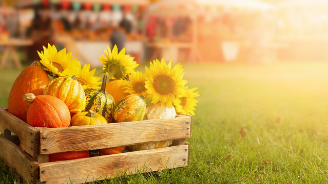 Colorful heirloom pumpkins and bright sunflowers in crate with blurred festival background banner.