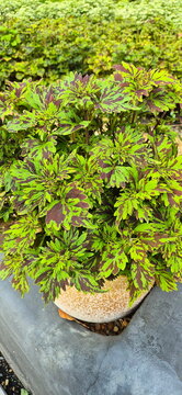 A vertical image of a hermit plant grown in a terracotta pot. Plectranthus scutellarioides, ornamental plant. leaves are notable for their diverse and varied color patterns. Lime green, yellow, green,