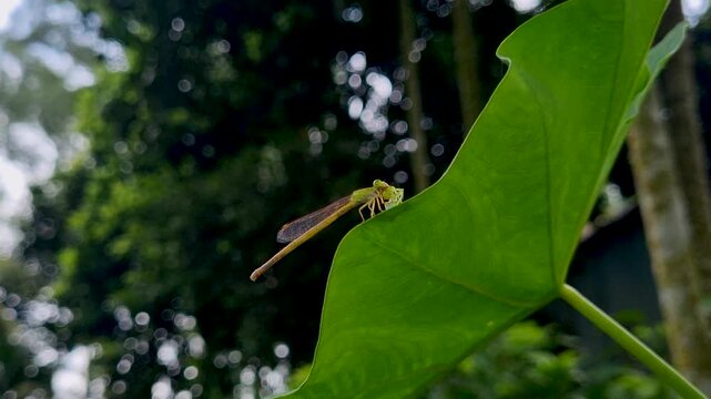 Close up of a delicate damselfly on a broad green leaf insect nature wildlife macro wild
