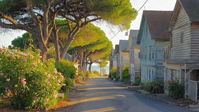 Tree lined residential street at golden hour