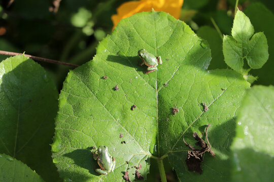 Two tiny green tree frogs resting together on broad squash leaf in garden
