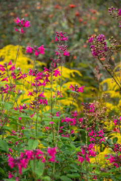 Variety of colourful flowers growing in late summer at Wisley garden, Woking, Surrey, UK.
