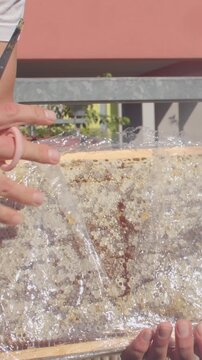close-up of hands securing clear plastic wrap across rectangular tray filled with damp pebbles and scattered foam, left hand pulls wrap taut while right
