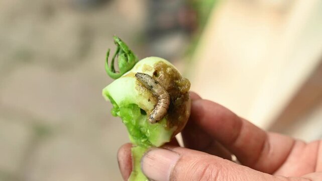 The tobacco cutworm or cotton leafworm (Spodoptera litura) is a destructive pest in India that damages tomato leaves, flowers, and green fruits by chewing irregular holes. Here bore holes green fruits