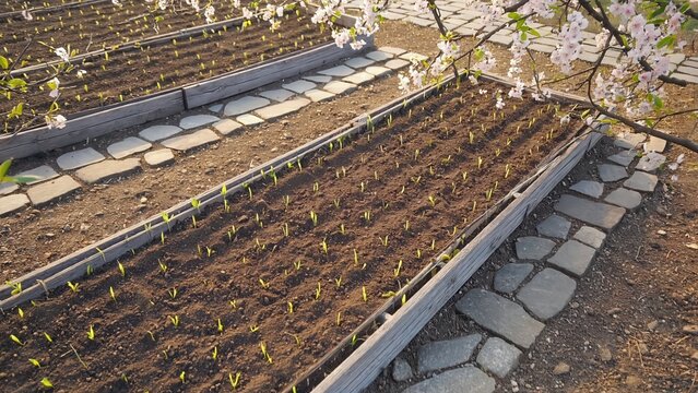 Raised garden beds with young seedlings outdoors