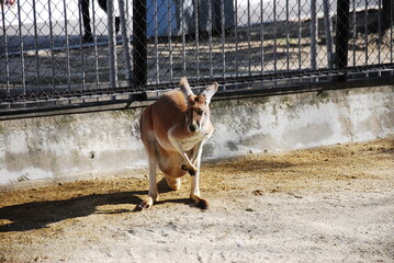 動物園のフェンスの前で立つアカカンガルー © apoptosis