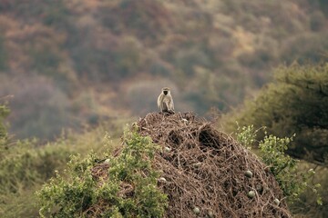 Monkey Perched Atop Termite Mound Overlooking Landscape, Tanzania © Kia