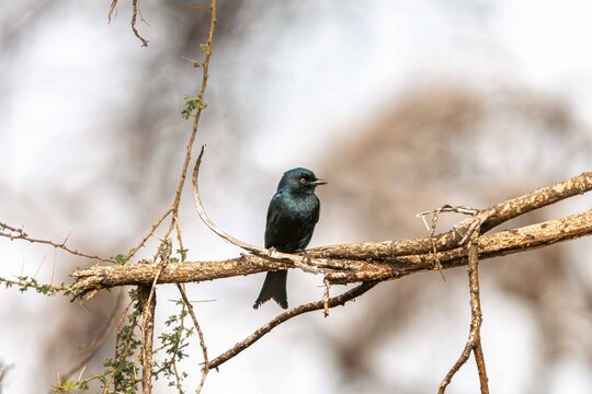 Fork-Tailed Drongo Perched on Thorny Branch, Tanzania