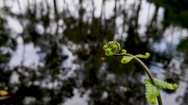 Young green fern fiddlehead unfurling near a pond with water reflections nature plant growth
