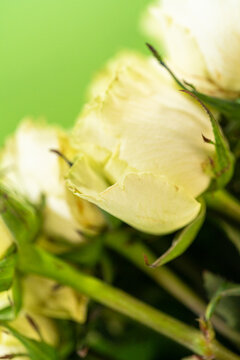 Cream Yellow Roses on Green Background
