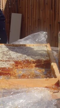 close-up motion shows beekeeper hand lifting capped honeycomb cells as amber honey stretches and drips, glistening in warm sunlight over textures and golden tones
