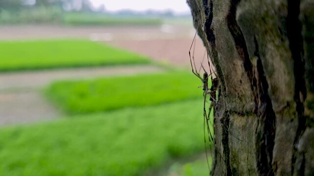 Long legged spider crawling on rough tree bark with blurred rice fields in background