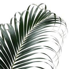 A graceful Kentia palm frond isolated on a transparent PNG background, long arching deep green leaflets  © pinan