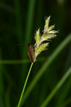 Dunkle Waldschabe,  Ectobius sylvestris auf einem Gras-Samenstand