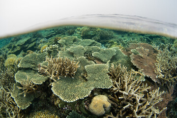 Obraz premium Beautiful corals thrive on the edge of Sangalaki Island in the scenic Derawan Archipelago of East Kalimantan, Indonesia. This area harbors extraordinary marine biodiversity.