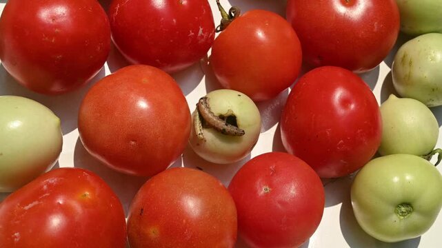 The tobacco cutworm or cotton leafworm (Spodoptera litura) is a destructive pest in India that damages tomato leaves, flowers, and green fruits by chewing irregular holes. Here bore holes green fruits