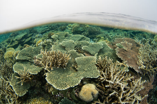 Beautiful corals thrive on the edge of Sangalaki Island in the scenic Derawan Archipelago of East Kalimantan, Indonesia. This area harbors extraordinary marine biodiversity.