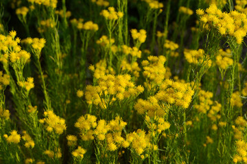 Fototapeta premium Gold-Aster, Galatella linosyris, blühende Pflanzengruppe. Gelbe, doldige traubige Geamtblütenstände