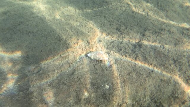 Underwater view of a sandy seabed with rippling light patterns and a small rock, Golfe-Juan, France