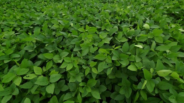 Vibrant Soybean Crop Canopy Covering a Lush Rural Farm Field under an overcast sky, representing modern agricultural crop management, sustainable farming practices, and large-scale plant cultivation.
