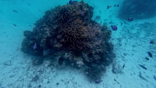 Hundreds of fish swimming around the coral in the sea in Sharm El Sheikh, Egypt