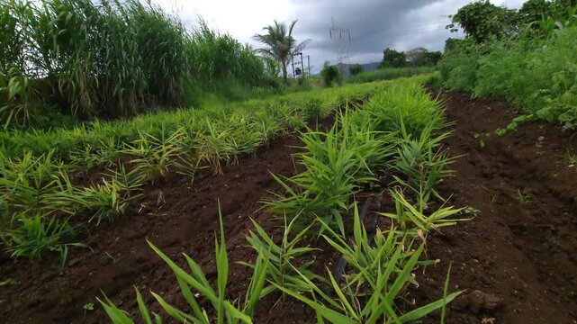 Thriving Ginger Crop Plantation Organized in Sloping Soil Rows beneath an overcast sky, demonstrating optimized open-field cultivation layouts, micro-irrigation systems, and modern cash crop farming.