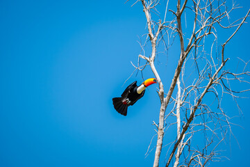 Toco toucan (Ramphastos toco) taking off from a bare tree in flight with wings spread and tail fanned against a deep blue sky with copy space in the Pantanal of Mato Grosso Brazil © Paulo