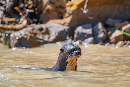 Giant otter (Pteronura brasiliensis) portrait with head above murky sunlit river water showing long whiskers and cream throat patch with a blurred rocky bank behind in the Pantanal of Brazil