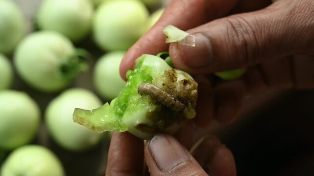 The tobacco cutworm or cotton leafworm (Spodoptera litura) is a destructive pest in India that damages tomato leaves, flowers, and green fruits by chewing irregular holes. Here bore holes green fruits