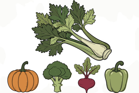 Hand-drawn vector collection of fresh organic vegetables including celery, pumpkin, broccoli, beet, and pepper.