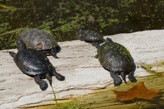European pond turtle basking on a log
