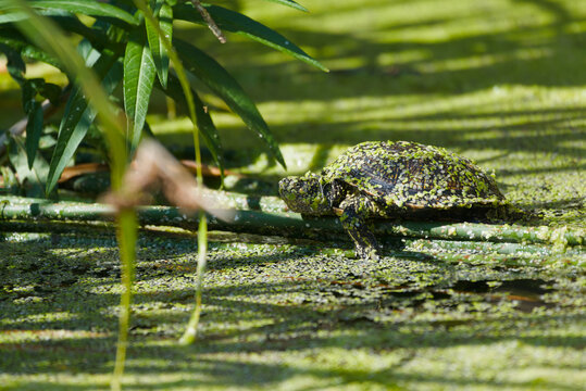 European pond turtle basking on a log