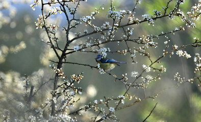 Eurasian blue tit sitting on the  branch in tree in springtime © Pavol Klimek