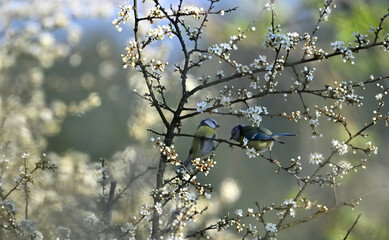 A blue tit feeds another tit a caterpillar on a tree during spring flowering © Pavol Klimek