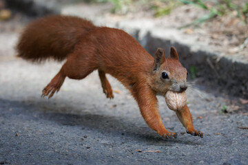 Close-up of a red squirrel (Sciurus vulgaris) holding a walnut in its mouth and running on asphalt toward the camera lens on a cloudy autumn day. Wildlife action photography. © Mariia