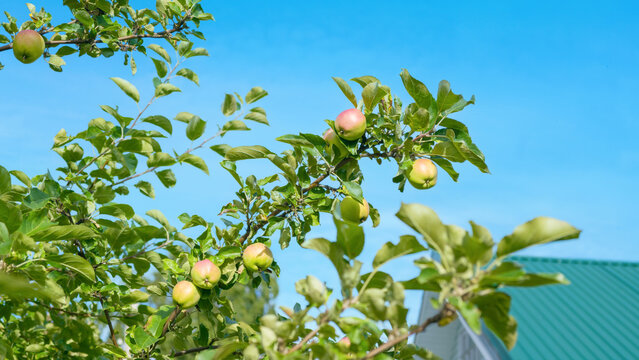 Apples on branches against a green roof of house and a blue sky on a sunny day