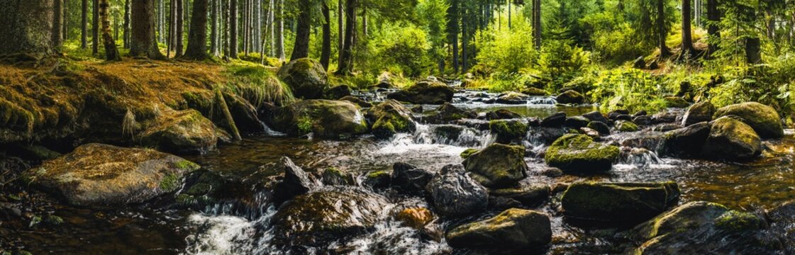 Forest stream flowing through a lush spruce woodland in &Scaron;umava, Czech Republic, with moss-covered rocks, clear water and soft sunlight creating a peaceful natural landscape scene in summer.