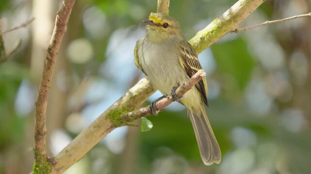 A golden-faced tyrannulet perched on a pruned branch