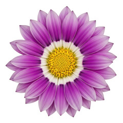 Fototapeta premium A purple flower with a yellow center