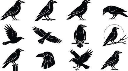Obraz premium Black crow silhouette icons set in various poses and actions