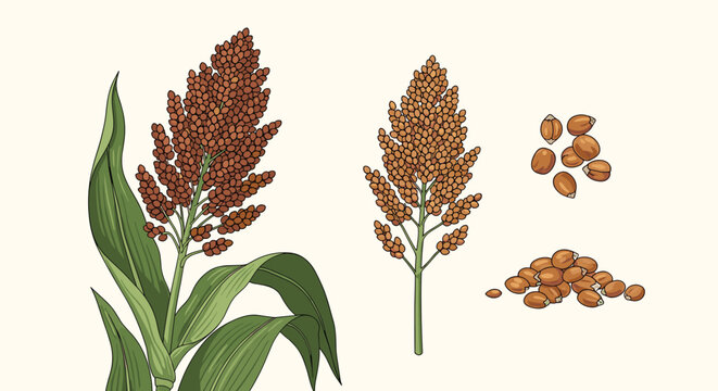 Botanical illustration shows a sorghum plant with its green leaves and grain head along with detailed drawings of individual seeds and a seed pile.