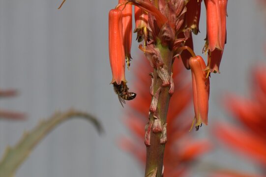 Bee pollinating drooping aloe flowers against a grey wall