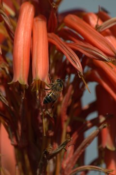 Honey bee collecting nectar from orange aloe flowers, close-up