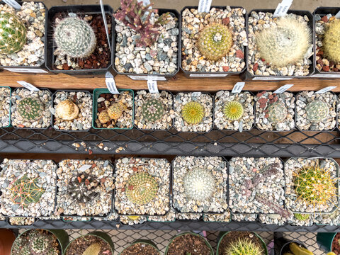 Top View of Potted Cactus and Succulents