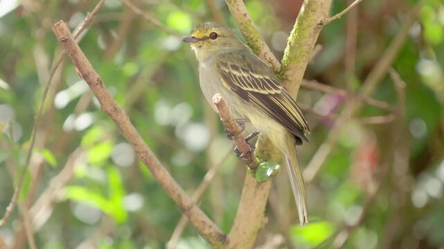 A golden-faced tyrannulet perched on a pruned branch