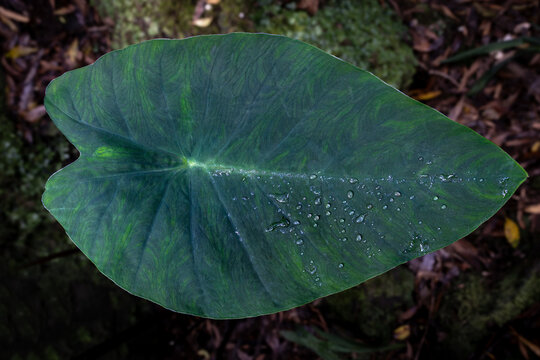 Colocasia elephant ear leaf displaying intricate veins and a scattering of fresh raindrops, capturing the lush natural beauty of S&atilde;o Miguel in the Azores