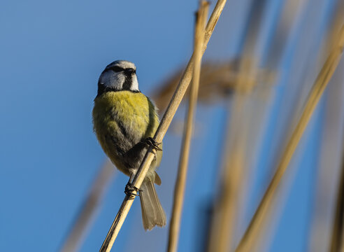 Blue tit on a reed with blue sky in background